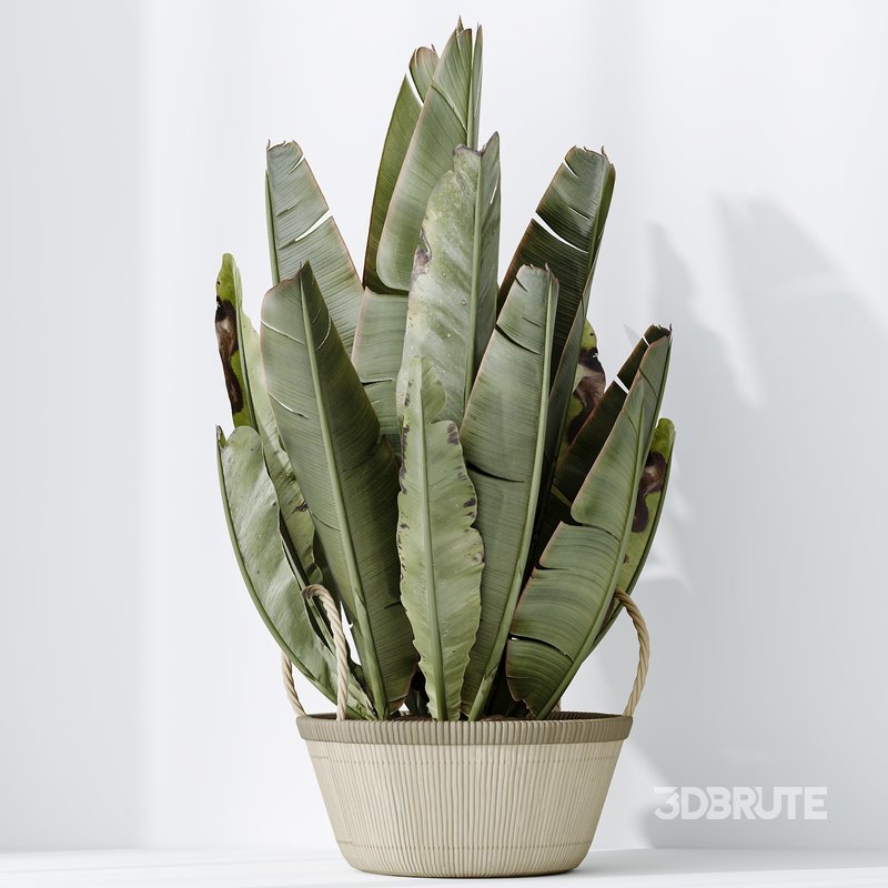 AV Indoor plants set 146 Ravenala Banana Strelitzia Nicolai Bird Of Paradise Image 6