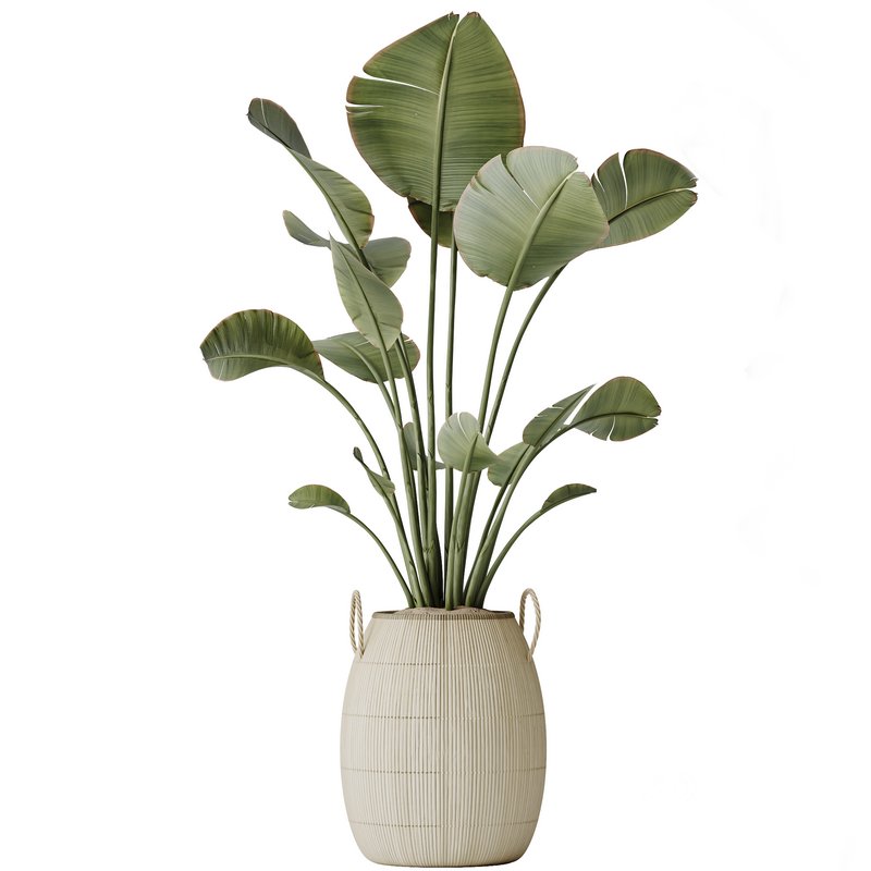 AV Indoor plants set 142 Ravenala Banana Strelitzia Nicolai Bird Of Paradise Image 6