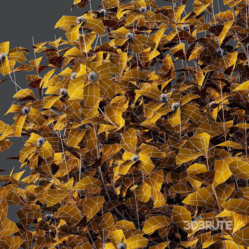 romneya coulter Plant 06 -2 Model Image 3