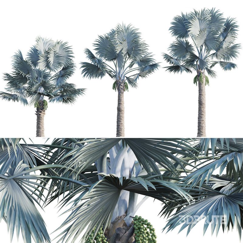 Bismarckia nobilis -Bismarck palm 02 Image 2