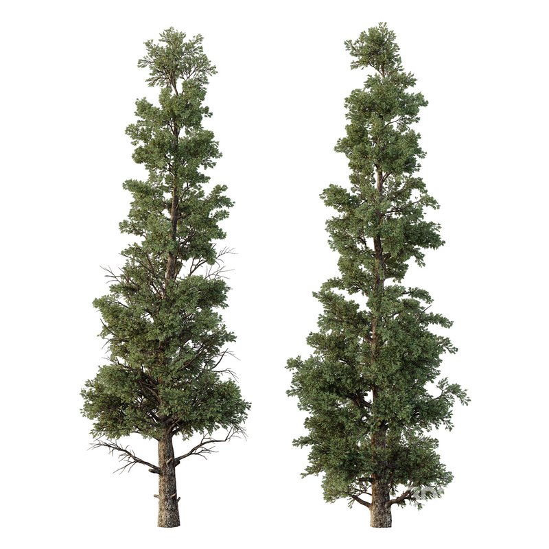 Chamaecyparis thyoides Tree002 Image 1