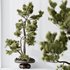 AV Indoor plants set 137 Bonsai Pinus Pentaphylla Thunbergii - Thumbnail 2
