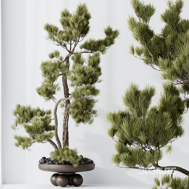 AV Indoor plants set 137 Bonsai Pinus Pentaphylla Thunbergii Image 2