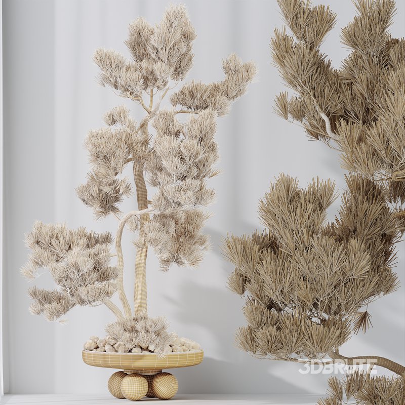 AV Indoor plants set 137 Bonsai Pinus Pentaphylla Thunbergii Image 9