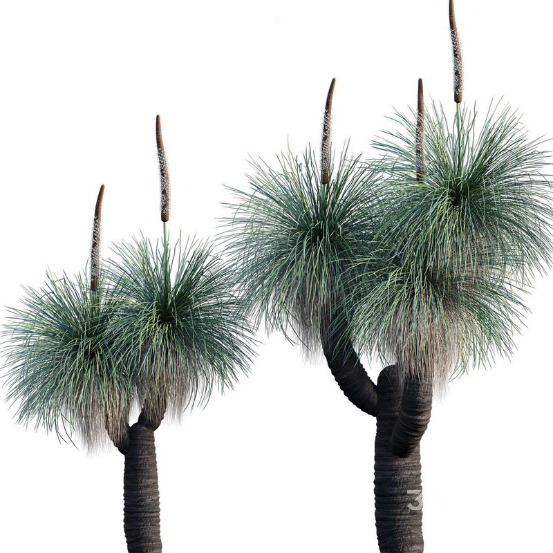 Xanthorrhoea Arborea Image 1