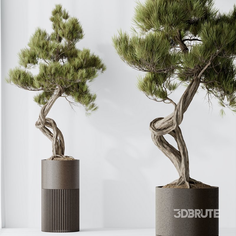 AV Indoor plants set 135 Bonsai Pinus Pentaphylla Thunbergii Image 5