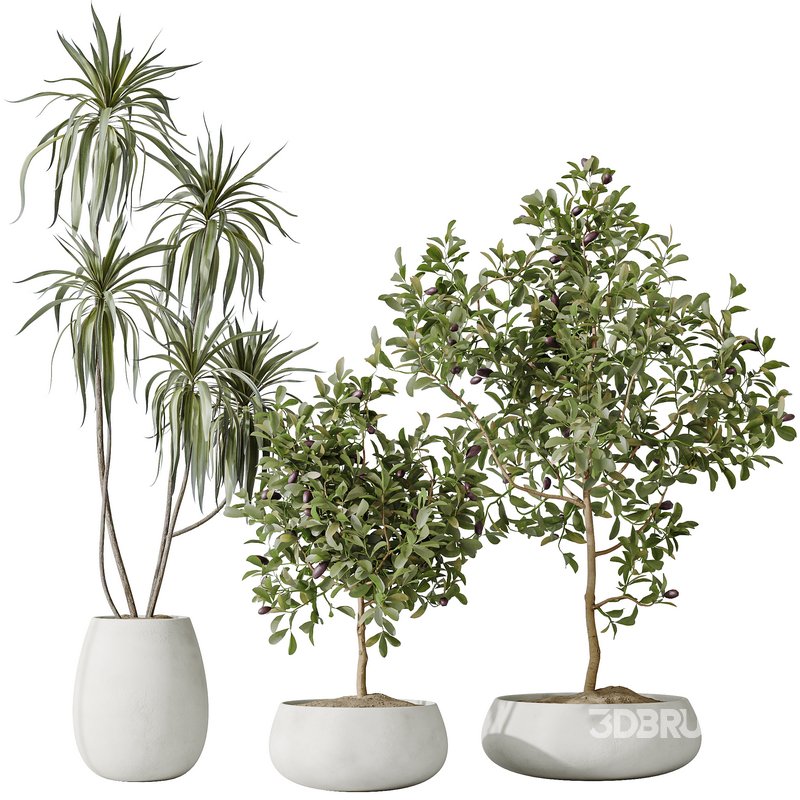 Indoor plants set 133 Wilsonii Chemlali Olive and Briful Pachira Aquatica and Warneckii Lemon Lime Cane Dragon Image 2