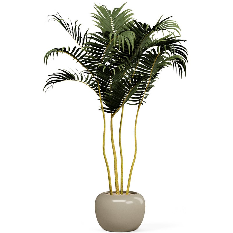 Indoorplants-153 Image 3