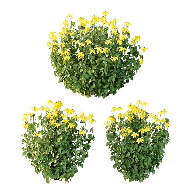 Rudbeckia laciniata Plant 02 Image 1