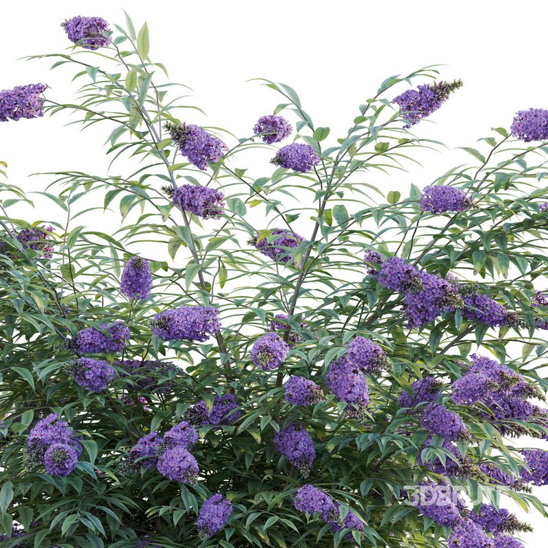 Buddleia – Butterfly Bush Image 3