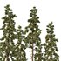 Pinus tree005 - Thumbnail 3
