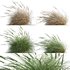 Muhlenbergia rigens -Deer Grass - Thumbnail 1