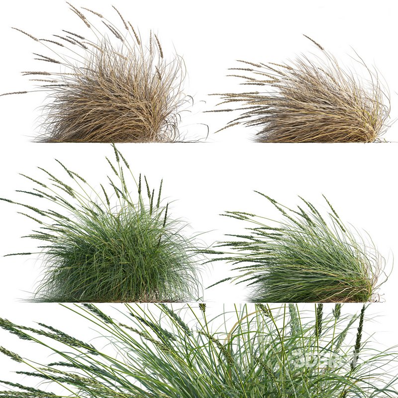 Muhlenbergia rigens -Deer Grass Image 1