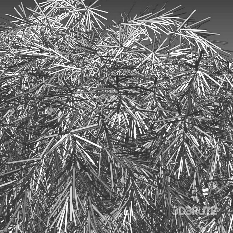 Acacia cognata Limelight-Weeping Acacia Image 3