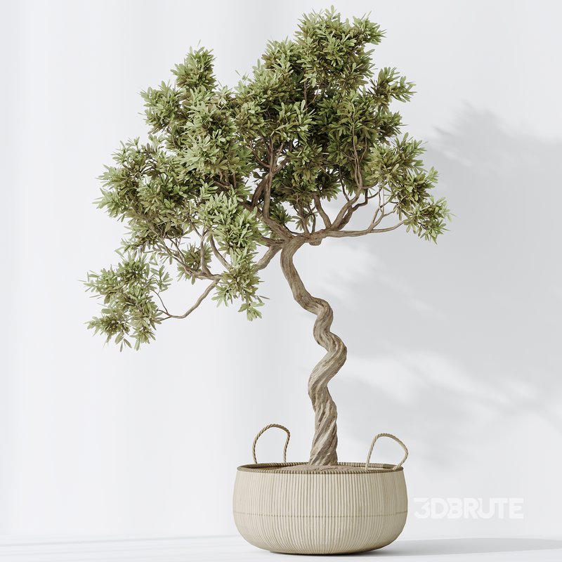 AV Indoor plants set 147 Ravenala Banana Strelitzia Nicolai Bird Of Paradise and Leccino Arbequina Wilsonii Chemlali Olive Image 3