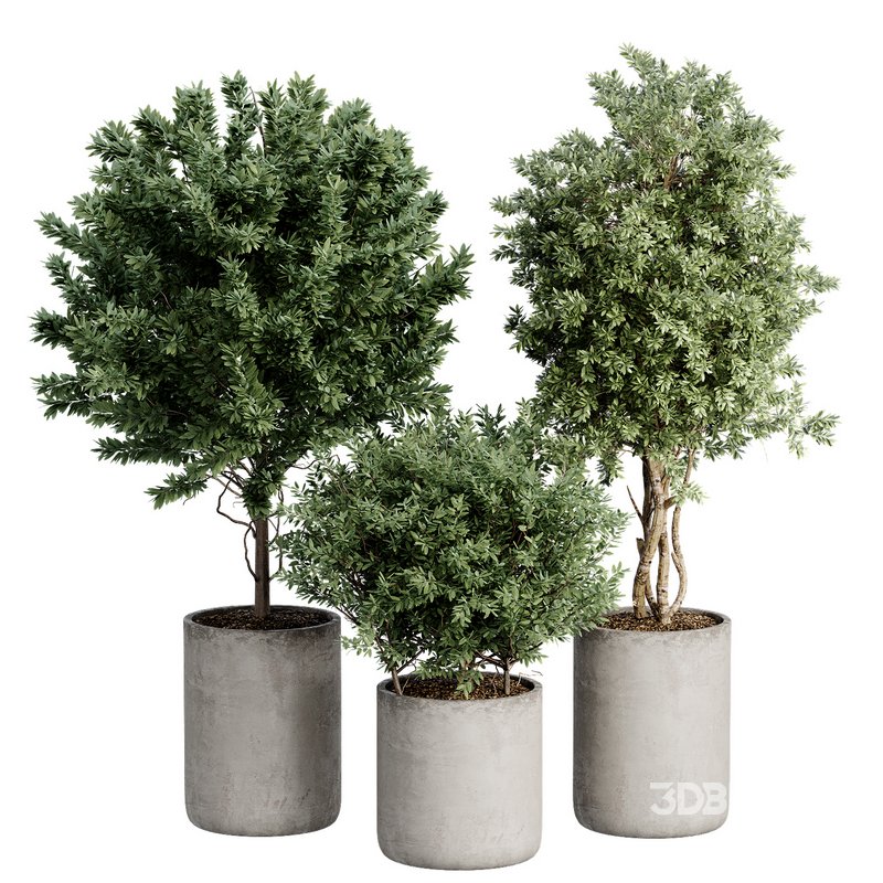 Indoor Plant 27 Image 1