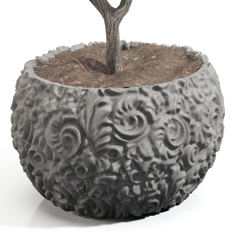 olive tree in concrete pot plant Image 4