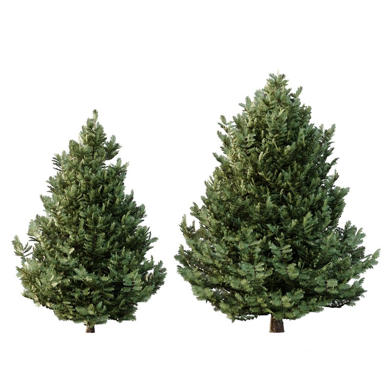 spruce tree005 Image 4