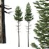 spruce tree14 - Thumbnail 3