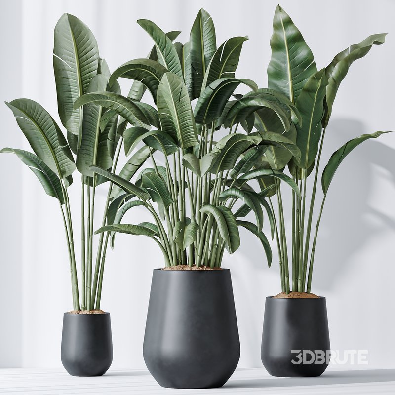 AV Indoor plants set 143 Bird Of ParadiseBird Image 3