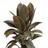 Rubber Plant with Modern Wooden Stand - Thumbnail 3