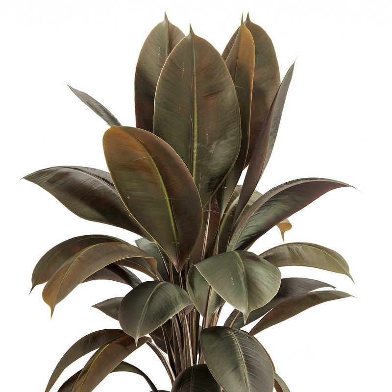 Rubber Plant with Modern Wooden Stand Image 3