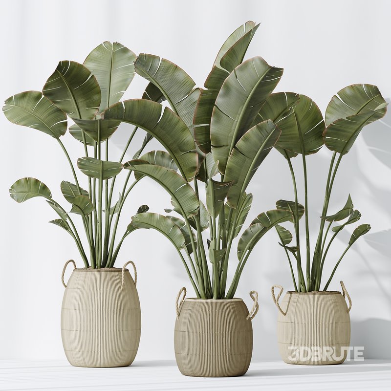 AV Indoor plants set 142 Ravenala Banana Strelitzia Nicolai Bird Of Paradise Image 5