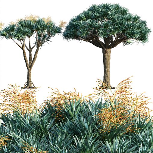 Dracaena Draco-Canary Islands Dragon Tree-04