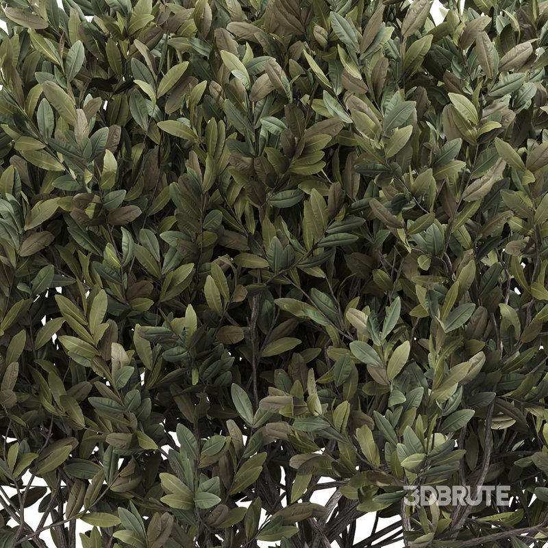 olive plant in pot Image 3