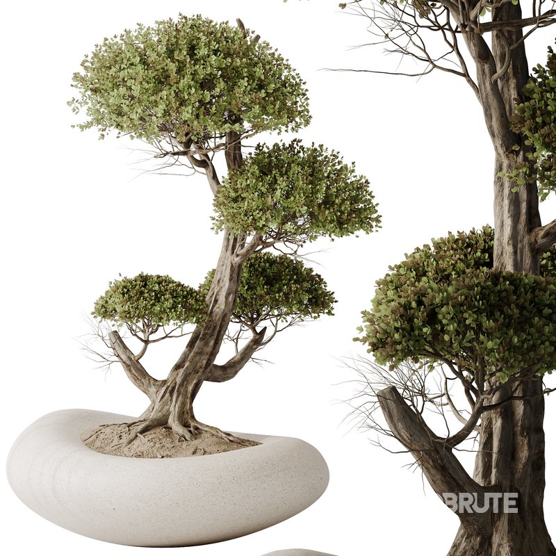 AV Indoor plants set 139 Bonsai Pinus Pentaphylla Thunbergi and Ficus Retusa Microcarpa Bonsai Ginseng Image 5