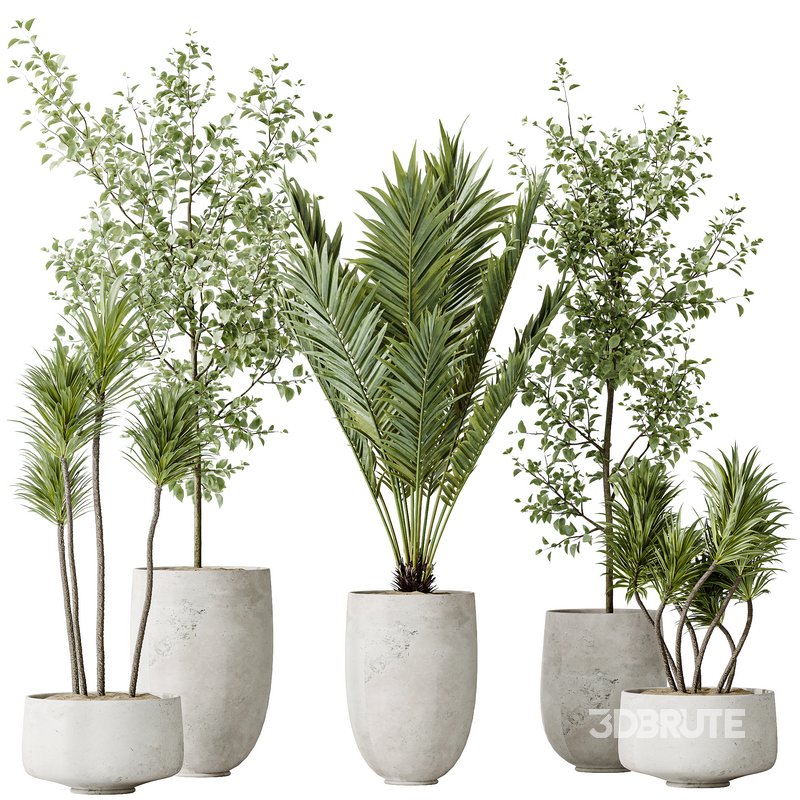 AV Indoor plants set 141 Beech Olea Europaea Olive and Aloifolia Rostrata Palm and Cyara Areca Palm Image 9