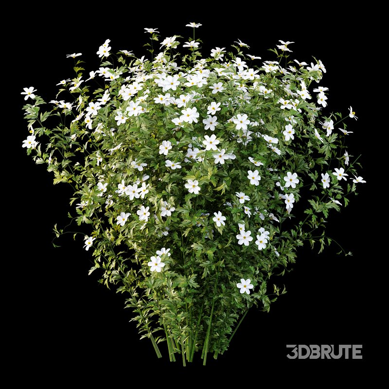 romneya coulter Plant 02 -4 Model Image 1