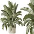 AV Indoor plants set 140 Ravenala Banana Strelitzia Nicolai Bird Of Paradise - Thumbnail 4