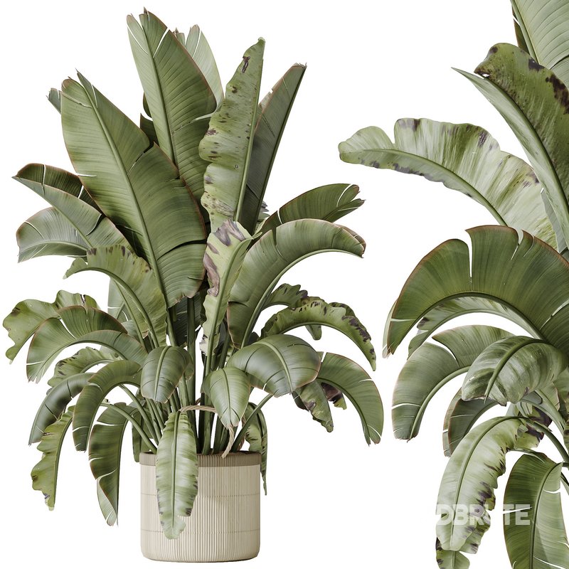 AV Indoor plants set 140 Ravenala Banana Strelitzia Nicolai Bird Of Paradise Image 4