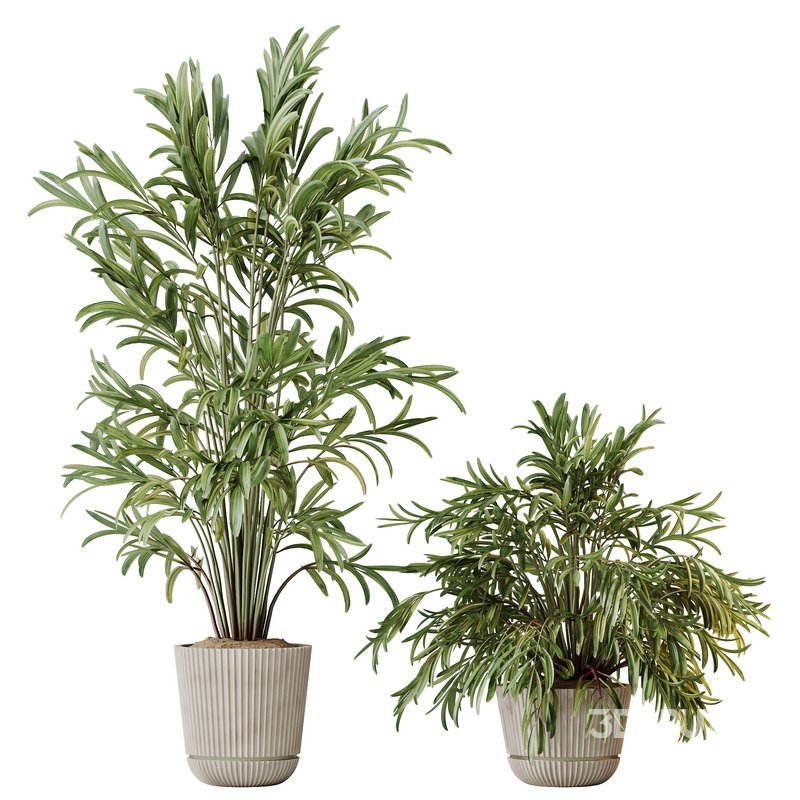 AV Indoor plants set 150 Lutescens Areca Palm and Ficus Cyathistipula and Paradise Kentia Everlasting Image 5
