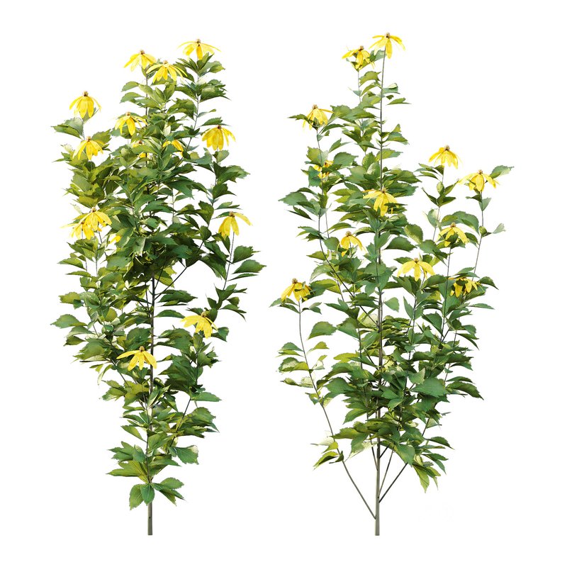 Rudbeckia laciniata Plant 04 -11 Plants Image 3