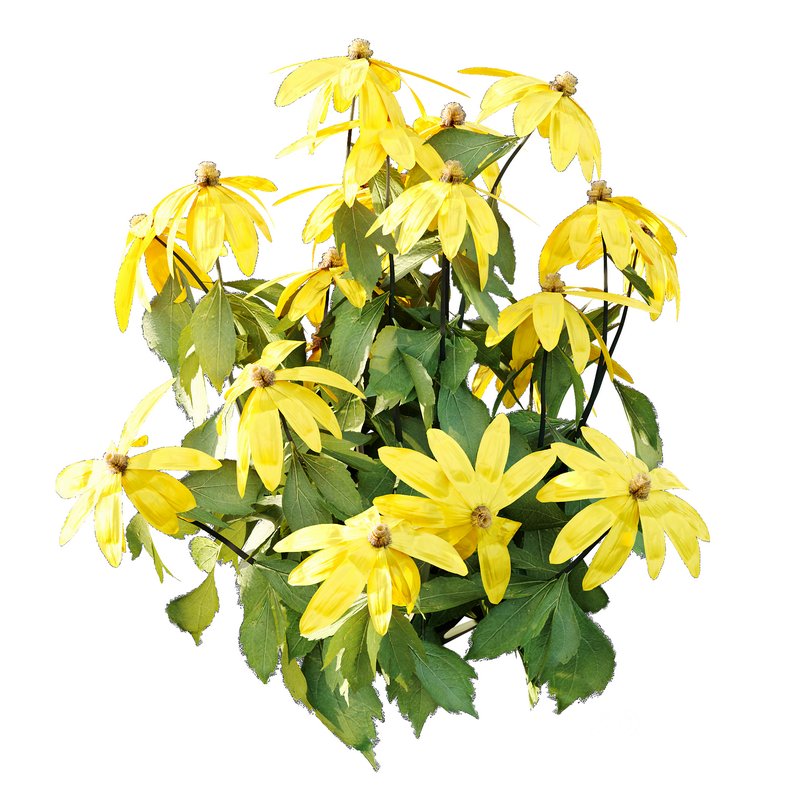 Rudbeckia laciniata Plant 01 Image 6