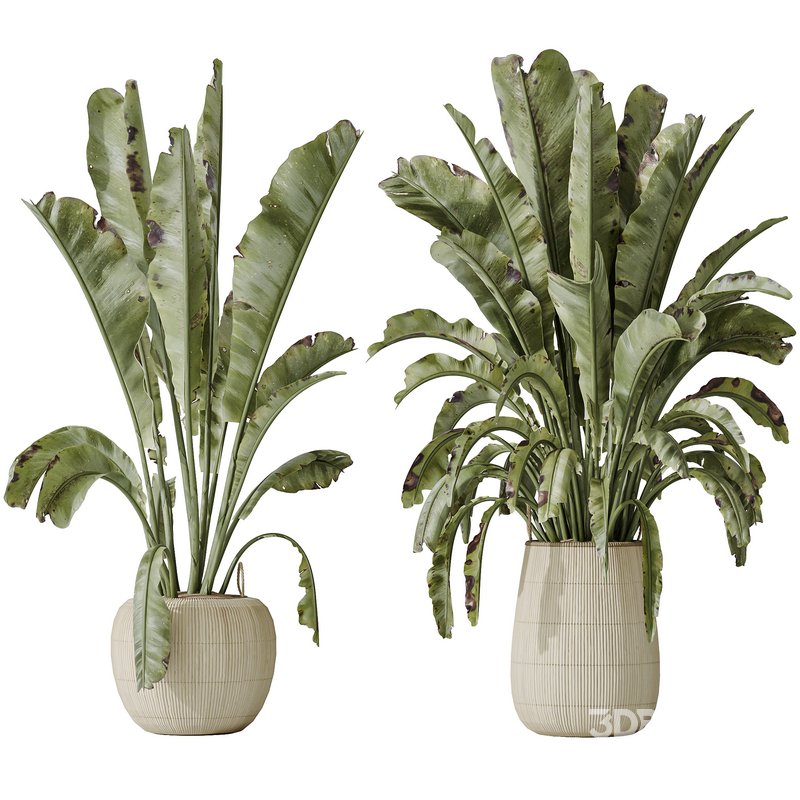 AV Indoor plants set 147 Ravenala Banana Strelitzia Nicolai Bird Of Paradise and Leccino Arbequina Wilsonii Chemlali Olive Image 2