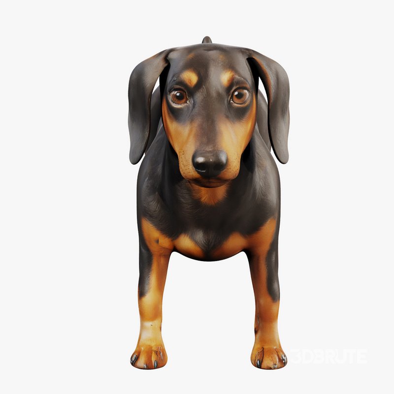 dachshund Image 2