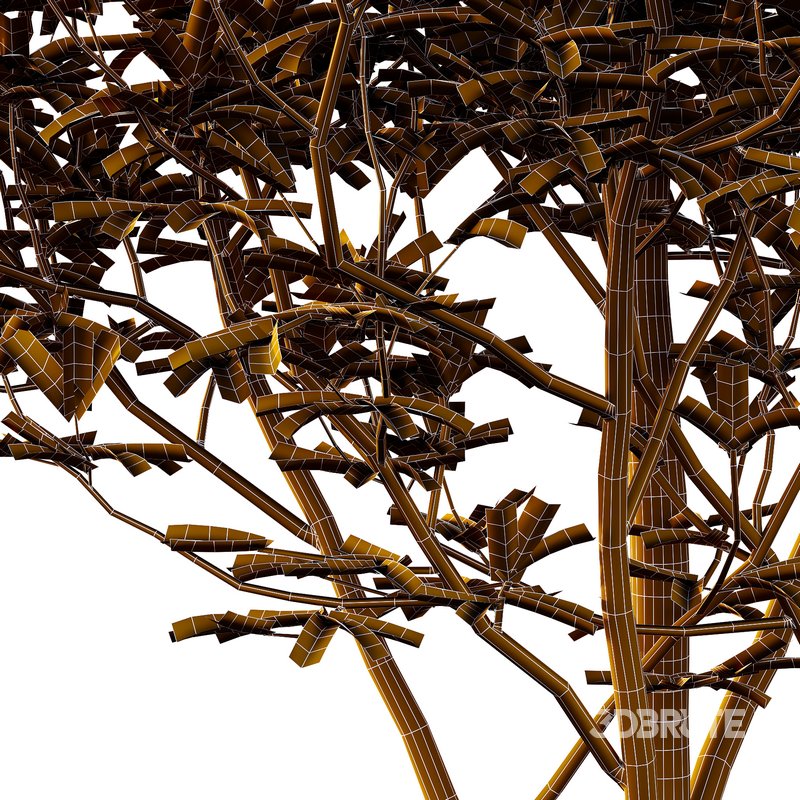 Argyrocytisus battandieri 02 -2 Plants Image 2