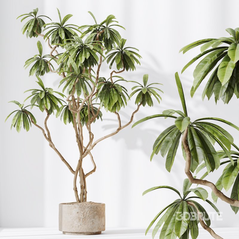 AV Indoor plants set 150 Lutescens Areca Palm and Ficus Cyathistipula and Paradise Kentia Everlasting Image 10