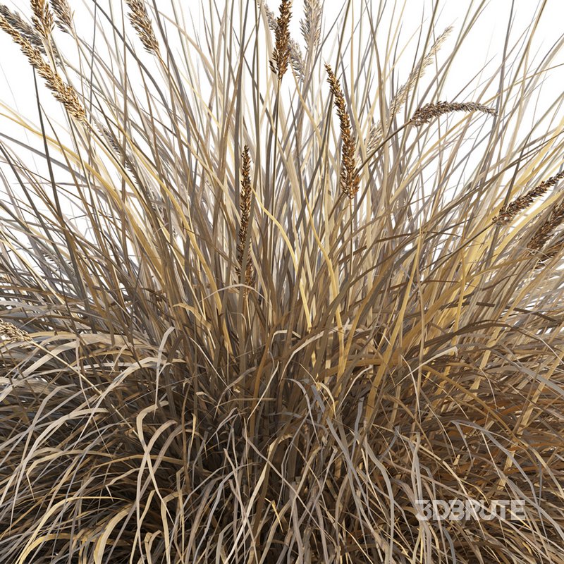 Muhlenbergia rigens -Deer Grass Image 3