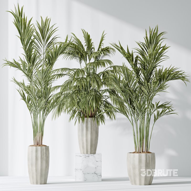 AV Indoor plants set 144 Areca Majesty Cat Reed Palm Image 3