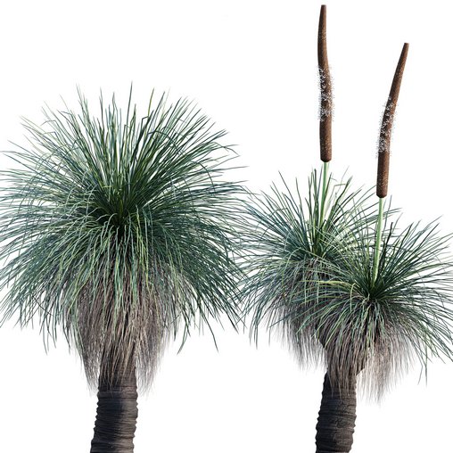 Xanthorrhoea Arborea – Grass Tree – 02