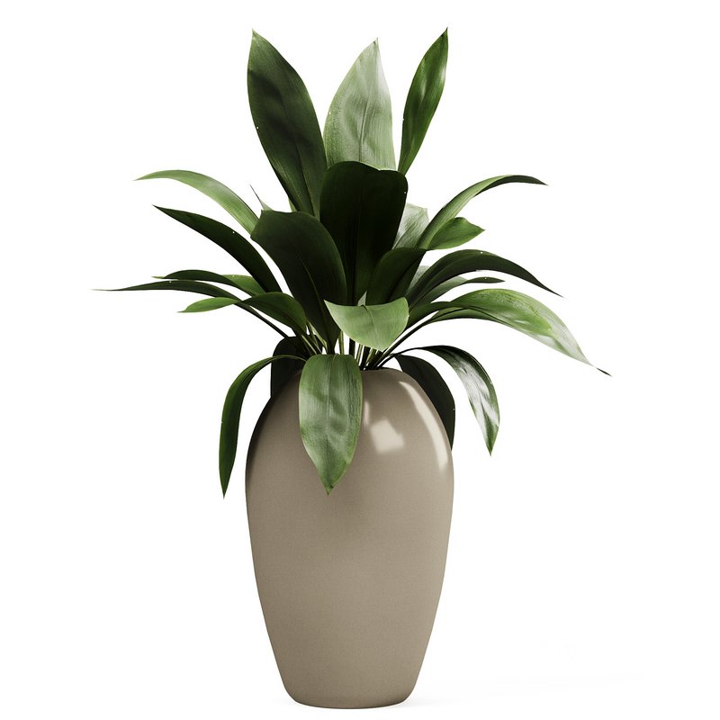 Indoorplants-153 Image 2