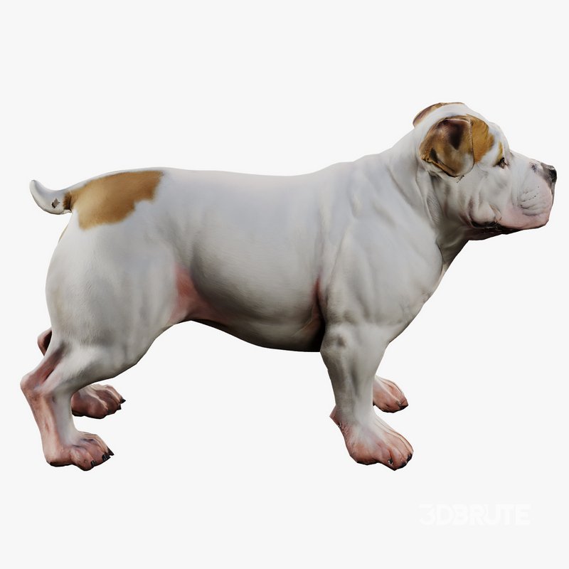 Bulldog Image 3