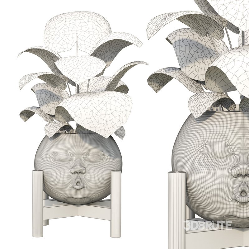 Decorative plant Open Mind Image 3