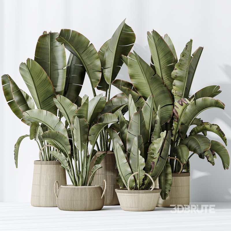 AV Indoor plants set 146 Ravenala Banana Strelitzia Nicolai Bird Of Paradise Image 5