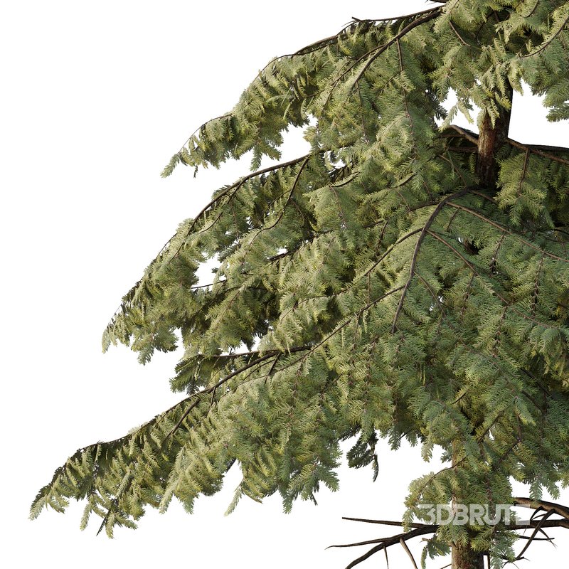 spruce tree11 Image 3