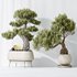 AV Indoor plants set 136 Bonsai Pinus Pentaphylla Thunbergii and Ficus Retusa Microcarpa Bonsai Ginseng - Thumbnail 3